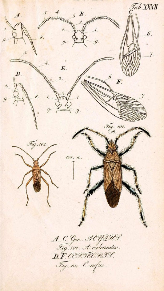 Die wanzenartigen Insecten. plates 1-4.NÃ¼rnberg :In der C.H. Zeh'schen Buchhandlung,1831-1853. | Hemiptera SIL | Vintage Print Reproduction 473789