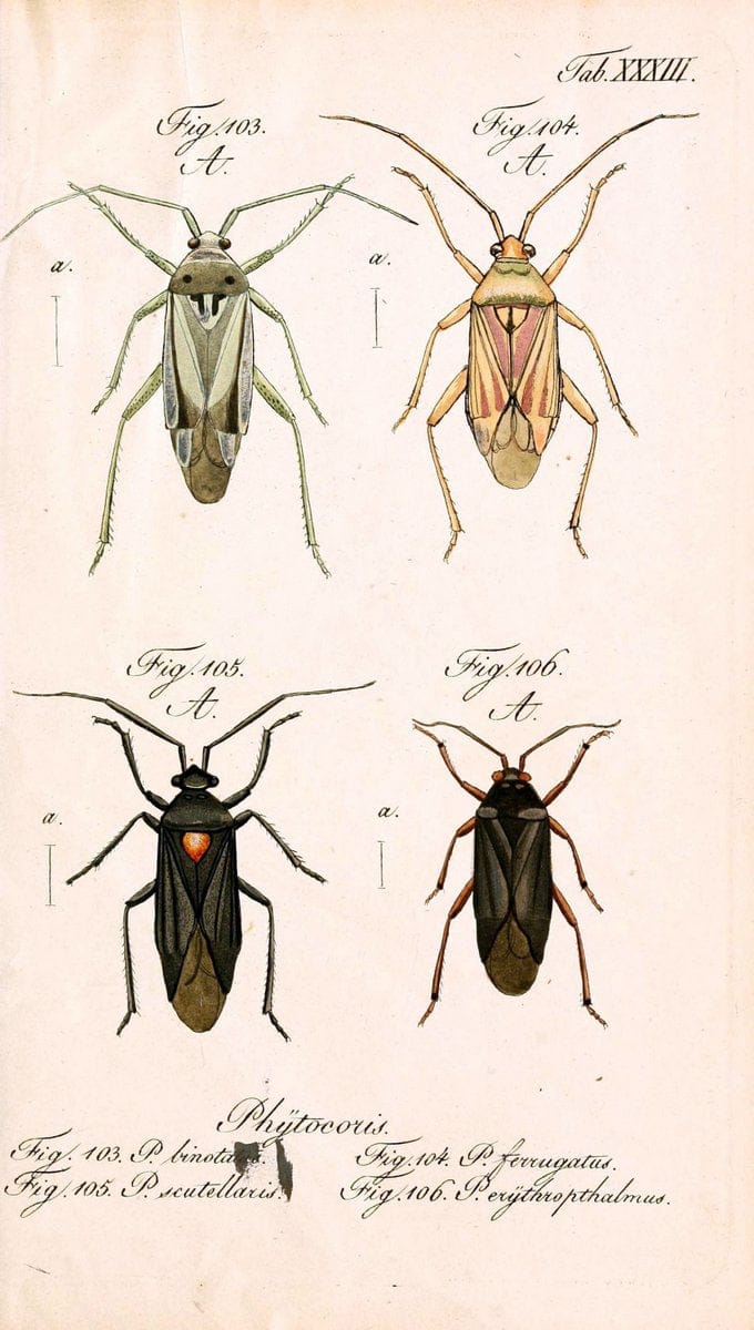 Die wanzenartigen Insecten. plates 1-4.NÃ¼rnberg :In der C.H. Zeh'schen Buchhandlung,1831-1853. | Hemiptera SIL | Vintage Print Reproduction 473790