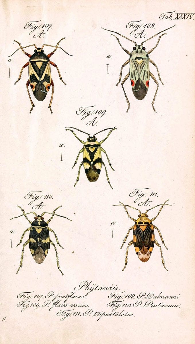 Die wanzenartigen Insecten. plates 1-4.NÃ¼rnberg :In der C.H. Zeh'schen Buchhandlung,1831-1853. | Hemiptera SIL | Vintage Print Reproduction 473792