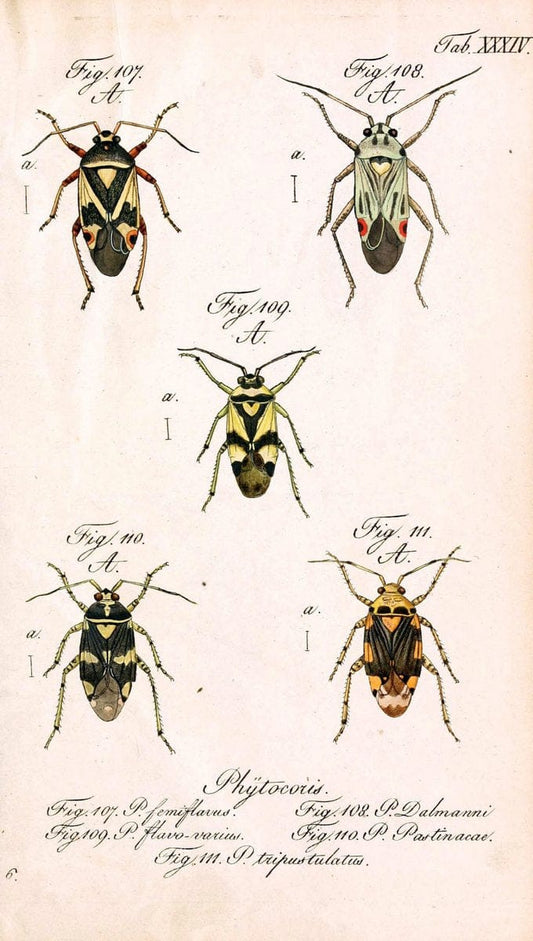Die wanzenartigen Insecten. plates 1-4.NÃ¼rnberg :In der C.H. Zeh'schen Buchhandlung,1831-1853. | Hemiptera SIL | Vintage Print Reproduction 473792