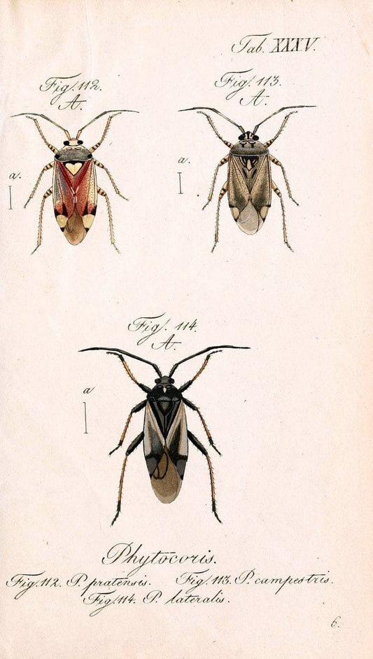 Die wanzenartigen Insecten. plates 1-4.NÃ¼rnberg :In der C.H. Zeh'schen Buchhandlung,1831-1853. | Hemiptera SIL | Vintage Print Reproduction 473793
