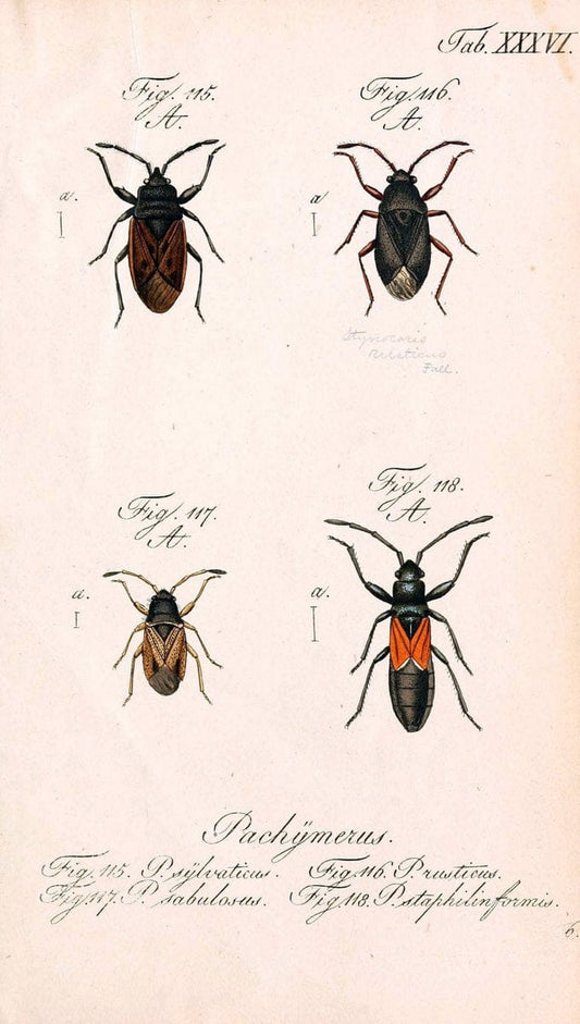 Die wanzenartigen Insecten. plates 1-4.NÃ¼rnberg :In der C.H. Zeh'schen Buchhandlung,1831-1853. | Hemiptera SIL | Vintage Print Reproduction 473794