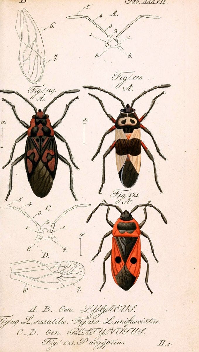 Die wanzenartigen Insecten. plates 1-4.NÃ¼rnberg :In der C.H. Zeh'schen Buchhandlung,1831-1853. | Hemiptera SIL | Vintage Print Reproduction 473795