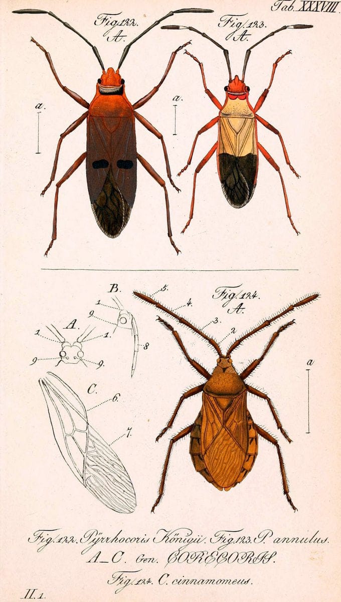 Die wanzenartigen Insecten. plates 1-4.NÃ¼rnberg :In der C.H. Zeh'schen Buchhandlung,1831-1853. | Hemiptera SIL | Vintage Print Reproduction 473796