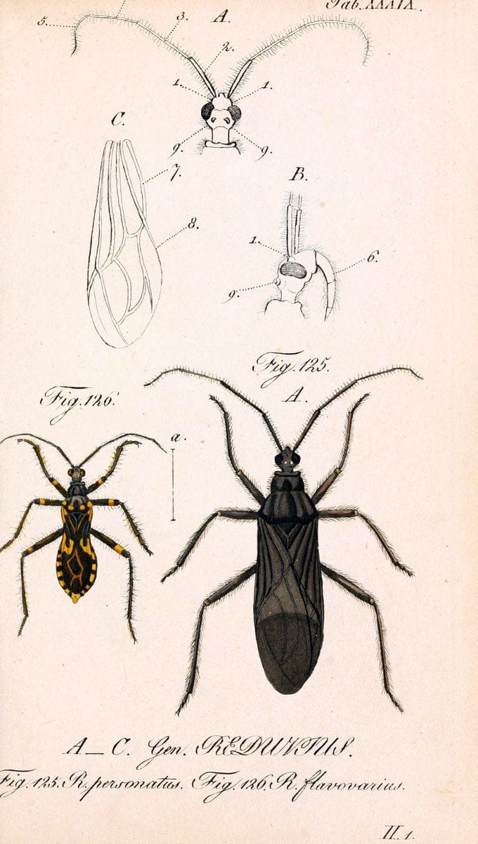 Die wanzenartigen Insecten. plates 1-4.NÃ¼rnberg :In der C.H. Zeh'schen Buchhandlung,1831-1853. | Hemiptera SIL | Vintage Print Reproduction 473797