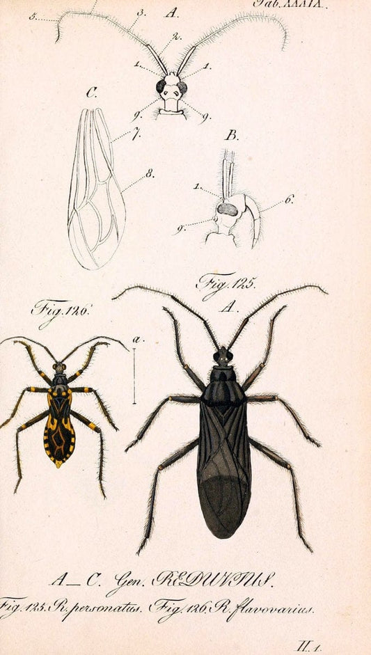 Die wanzenartigen Insecten. plates 1-4.NÃ¼rnberg :In der C.H. Zeh'schen Buchhandlung,1831-1853. | Hemiptera SIL | Vintage Print Reproduction 473797