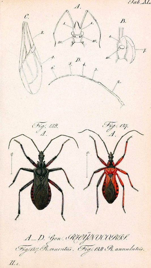 Die wanzenartigen Insecten. plates 1-4.NÃ¼rnberg :In der C.H. Zeh'schen Buchhandlung,1831-1853. | Hemiptera SIL | Vintage Print Reproduction 473798