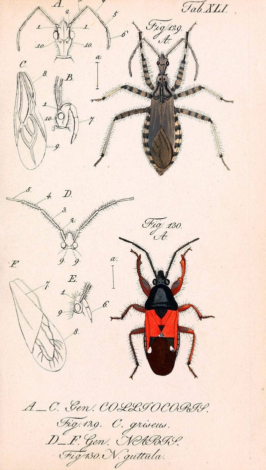 Die wanzenartigen Insecten. plates 1-4.NÃ¼rnberg :In der C.H. Zeh'schen Buchhandlung,1831-1853. | Hemiptera SIL | Vintage Print Reproduction 473799