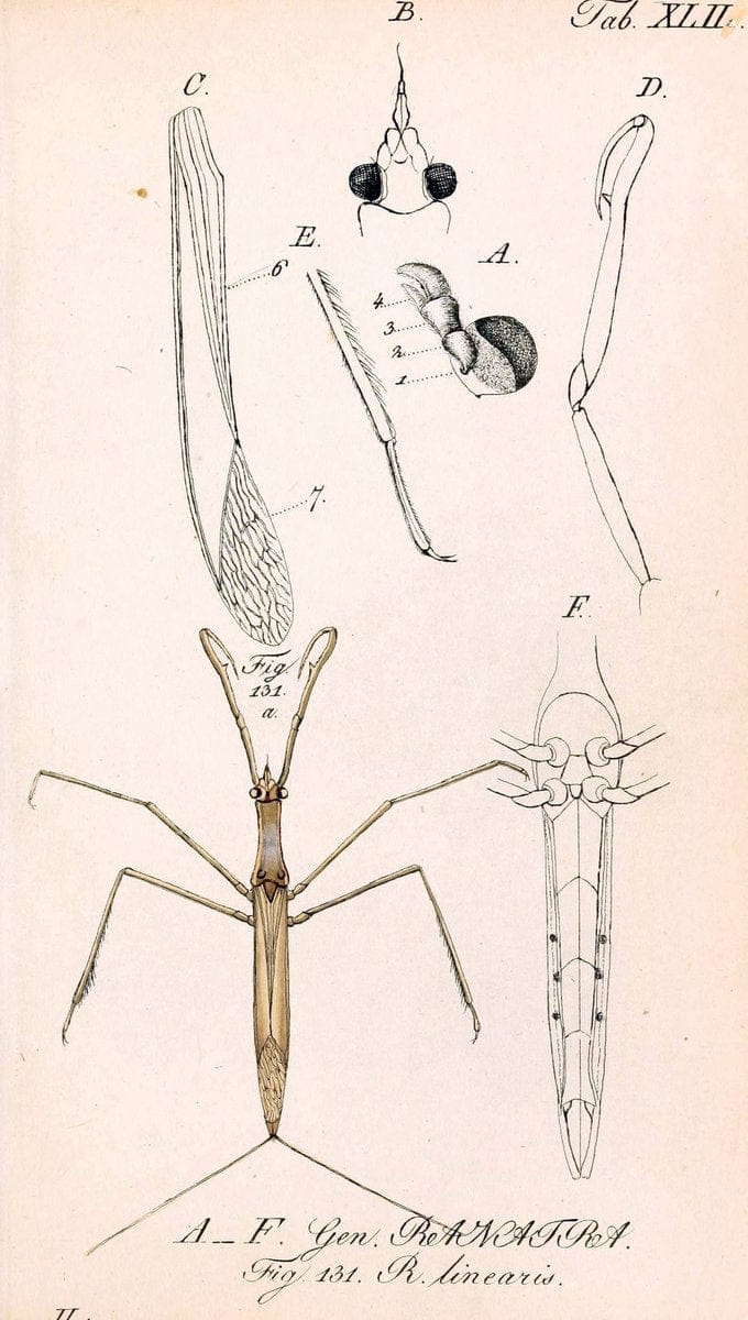 Die wanzenartigen Insecten. plates 1-4.NÃ¼rnberg :In der C.H. Zeh'schen Buchhandlung,1831-1853. | Hemiptera SIL | Vintage Print Reproduction 473800