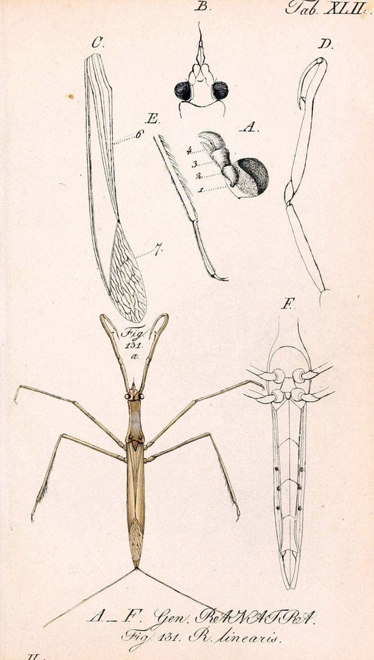 Die wanzenartigen Insecten. plates 1-4.NÃ¼rnberg :In der C.H. Zeh'schen Buchhandlung,1831-1853. | Hemiptera SIL | Vintage Print Reproduction 473800