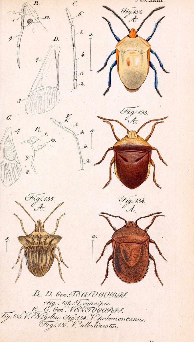 Die wanzenartigen Insecten. plates 1-4.NÃ¼rnberg :In der C.H. Zeh'schen Buchhandlung,1831-1853. | Hemiptera SIL | Vintage Print Reproduction 473801
