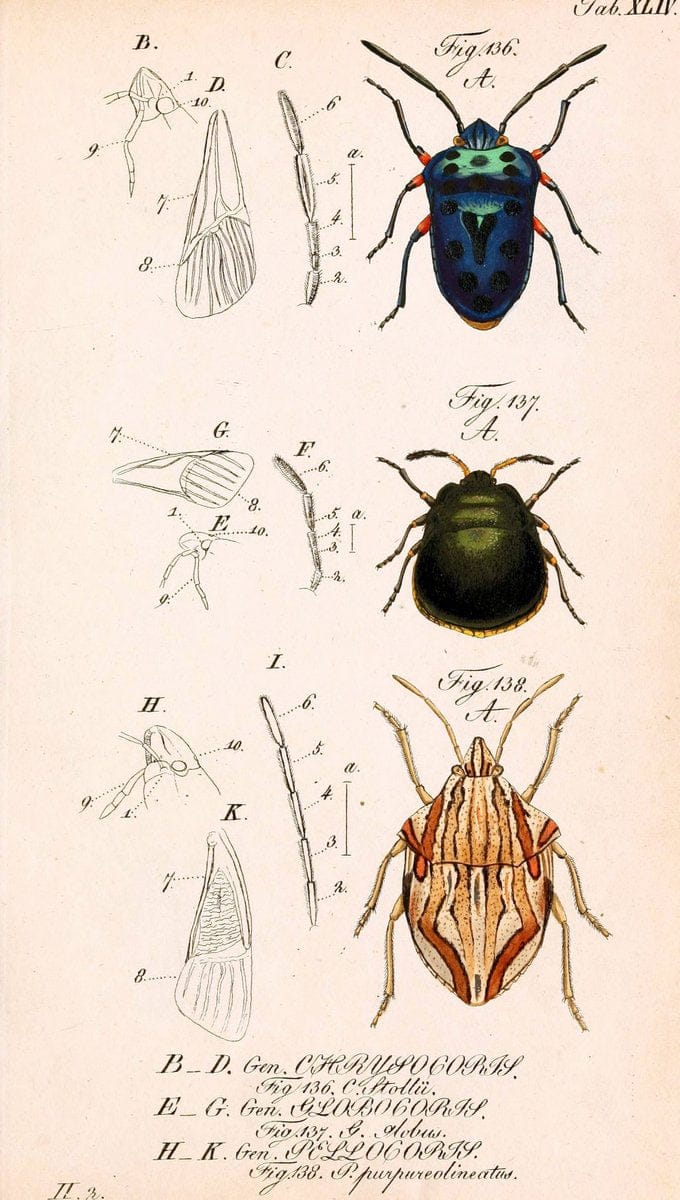 Die wanzenartigen Insecten. plates 1-4.NÃ¼rnberg :In der C.H. Zeh'schen Buchhandlung,1831-1853. | Hemiptera SIL | Vintage Print Reproduction 473803