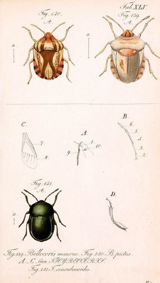 Die wanzenartigen Insecten. plates 1-4.NÃ¼rnberg :In der C.H. Zeh'schen Buchhandlung,1831-1853. | Hemiptera SIL | Vintage Print Reproduction 473804
