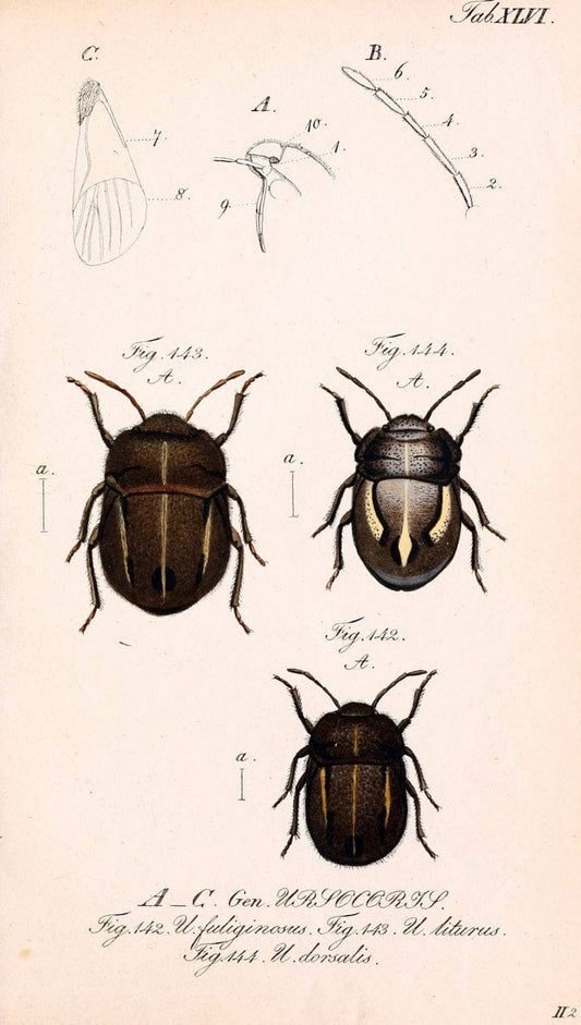 Die wanzenartigen Insecten. plates 1-4.NÃ¼rnberg :In der C.H. Zeh'schen Buchhandlung,1831-1853. | Hemiptera SIL | Vintage Print Reproduction 473805