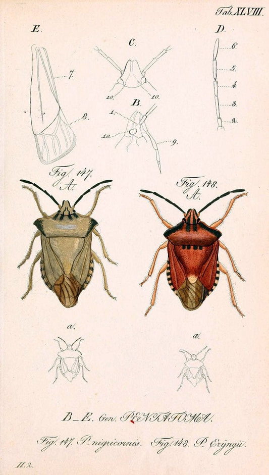 Die wanzenartigen Insecten. plates 1-4.NÃ¼rnberg :In der C.H. Zeh'schen Buchhandlung,1831-1853. | Hemiptera SIL | Vintage Print Reproduction 473807