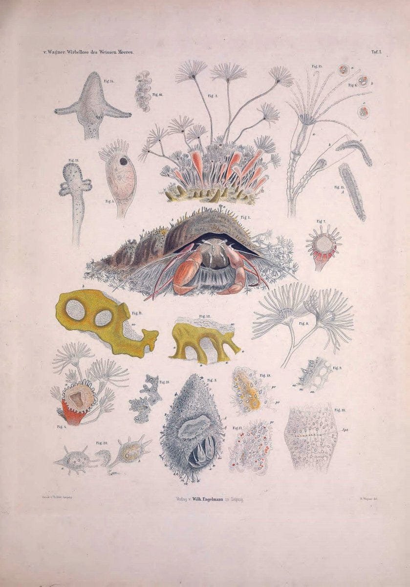 Die Wirbellosen des Weissen Meeres. Erster Band :.Leipzig :W. Engelmann,1885.  | "Marine invertebrates" "Russia (Federation)" "Solovetski Islands" | Vintage Print Reproduction 473808