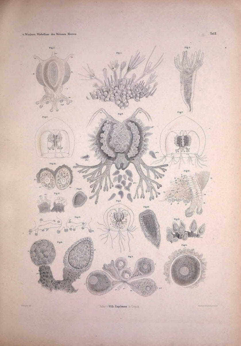 Die Wirbellosen des Weissen Meeres. Erster Band :.Leipzig :W. Engelmann,1885.  | "Marine invertebrates" "Russia (Federation)" "Solovetski Islands" | Vintage Print Reproduction 473809