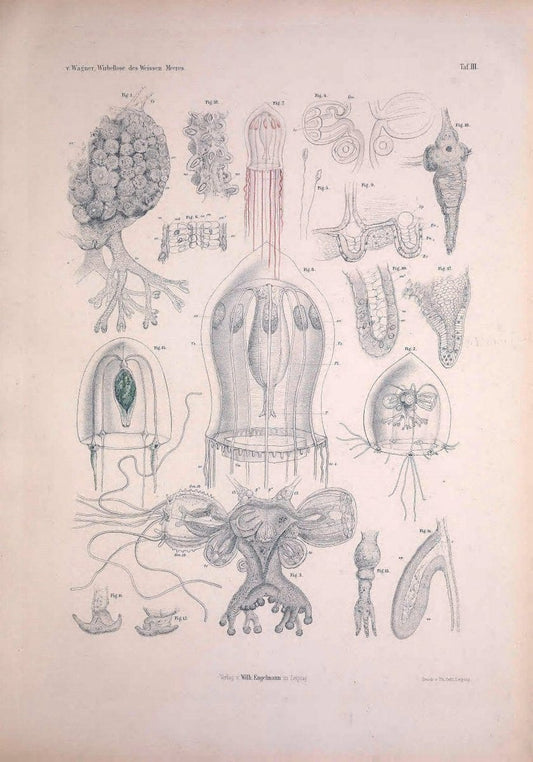 Die Wirbellosen des Weissen Meeres. Erster Band :.Leipzig :W. Engelmann,1885.  | "Marine invertebrates" "Russia (Federation)" "Solovetski Islands" | Vintage Print Reproduction 473810