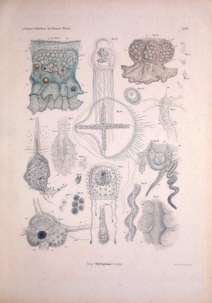 Die Wirbellosen des Weissen Meeres. Erster Band :.Leipzig :W. Engelmann,1885.  | "Marine invertebrates" "Russia (Federation)" "Solovetski Islands" | Vintage Print Reproduction 473811