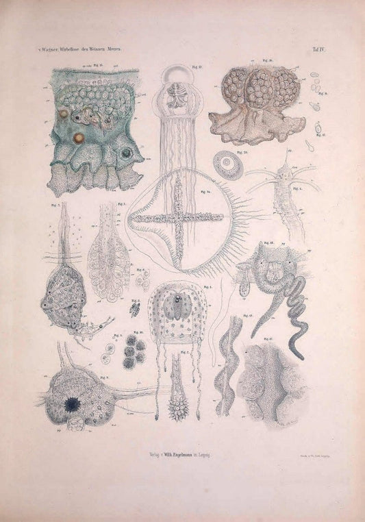 Die Wirbellosen des Weissen Meeres. Erster Band :.Leipzig :W. Engelmann,1885.  | "Marine invertebrates" "Russia (Federation)" "Solovetski Islands" | Vintage Print Reproduction 473811