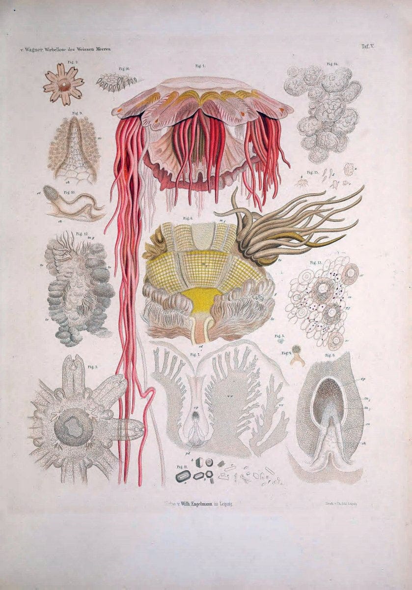 Die Wirbellosen des Weissen Meeres. Erster Band :.Leipzig :W. Engelmann,1885.  | "Marine invertebrates" "Russia (Federation)" "Solovetski Islands" | Vintage Print Reproduction 473812