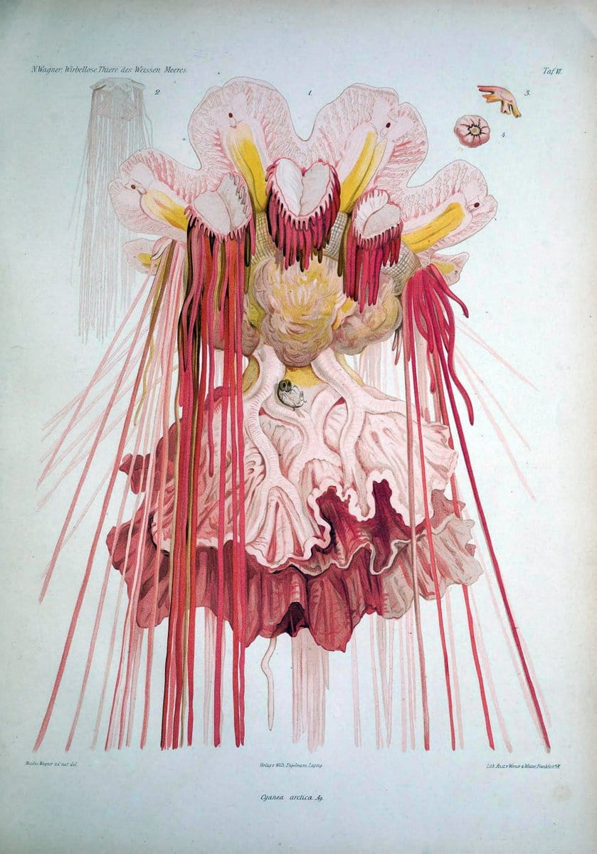 Die Wirbellosen des Weissen Meeres. Erster Band :.Leipzig :W. Engelmann,1885.  | "Marine invertebrates" "Russia (Federation)" "Solovetski Islands" | Vintage Print Reproduction 473813
