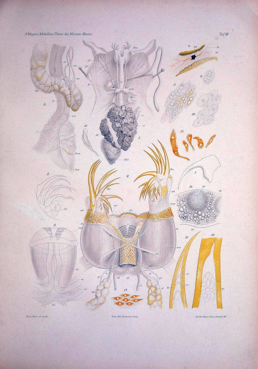 Die Wirbellosen des Weissen Meeres. Erster Band :.Leipzig :W. Engelmann,1885.  | "Marine invertebrates" "Russia (Federation)" "Solovetski Islands" | Vintage Print Reproduction 473815
