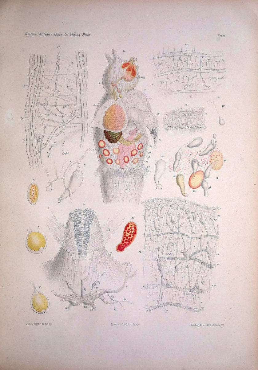 Die Wirbellosen des Weissen Meeres. Erster Band :.Leipzig :W. Engelmann,1885.  | "Marine invertebrates" "Russia (Federation)" "Solovetski Islands" | Vintage Print Reproduction 473816
