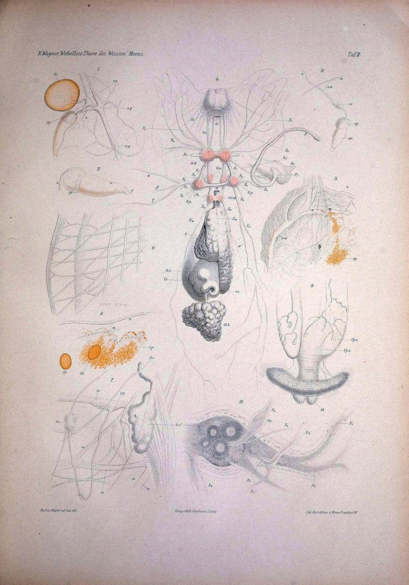 Die Wirbellosen des Weissen Meeres. Erster Band :.Leipzig :W. Engelmann,1885.  | "Marine invertebrates" "Russia (Federation)" "Solovetski Islands" | Vintage Print Reproduction 473818