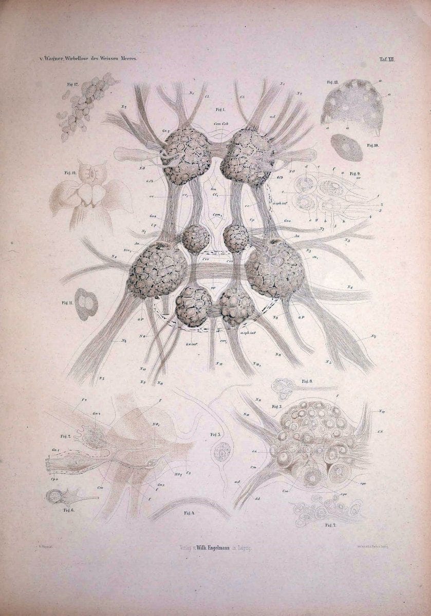 Die Wirbellosen des Weissen Meeres. Erster Band :.Leipzig :W. Engelmann,1885.  | "Marine invertebrates" "Russia (Federation)" "Solovetski Islands" | Vintage Print Reproduction 473819