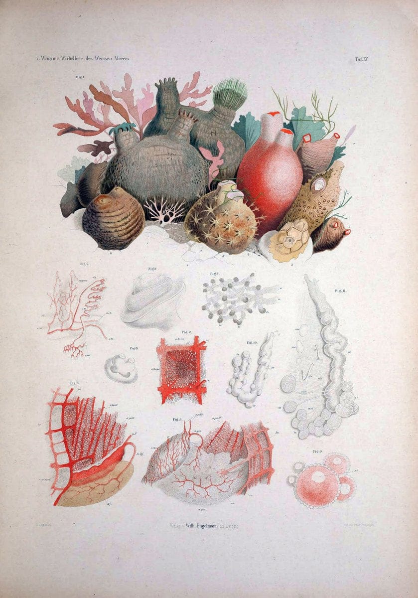 Die Wirbellosen des Weissen Meeres. Erster Band :.Leipzig :W. Engelmann,1885.  | "Marine invertebrates" "Russia (Federation)" "Solovetski Islands" | Vintage Print Reproduction 473822