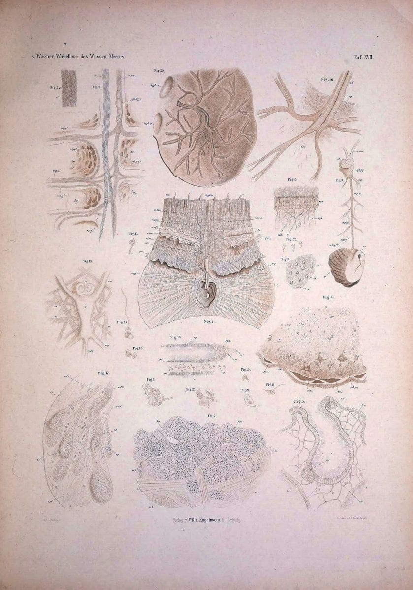 Die Wirbellosen des Weissen Meeres. Erster Band :.Leipzig :W. Engelmann,1885.  | "Marine invertebrates" "Russia (Federation)" "Solovetski Islands" | Vintage Print Reproduction 473824