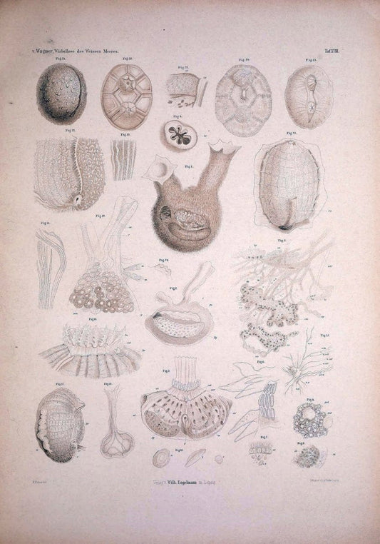 Die Wirbellosen des Weissen Meeres. Erster Band :.Leipzig :W. Engelmann,1885.  | "Marine invertebrates" "Russia (Federation)" "Solovetski Islands" | Vintage Print Reproduction 473825