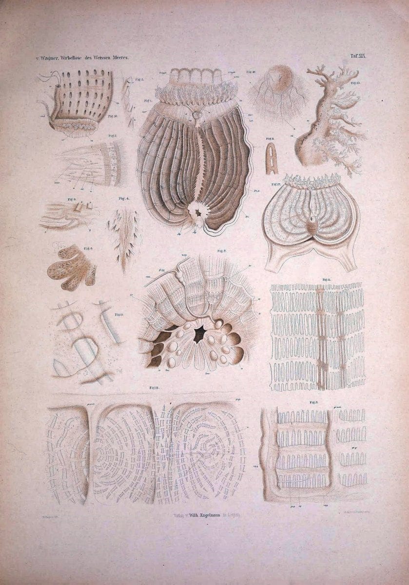 Die Wirbellosen des Weissen Meeres. Erster Band :.Leipzig :W. Engelmann,1885.  | "Marine invertebrates" "Russia (Federation)" "Solovetski Islands" | Vintage Print Reproduction 473826