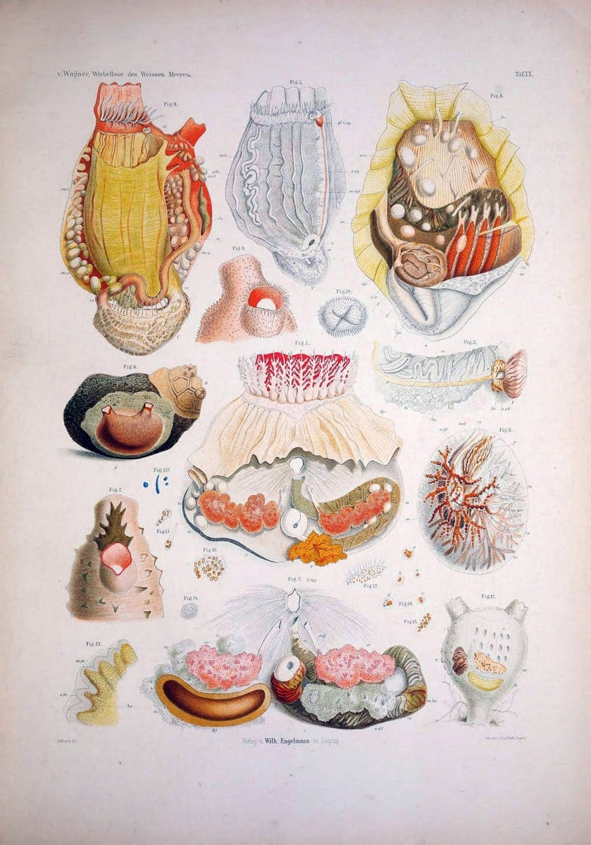Die Wirbellosen des Weissen Meeres. Erster Band :.Leipzig :W. Engelmann,1885.  | "Marine invertebrates" "Russia (Federation)" "Solovetski Islands" | Vintage Print Reproduction 473827