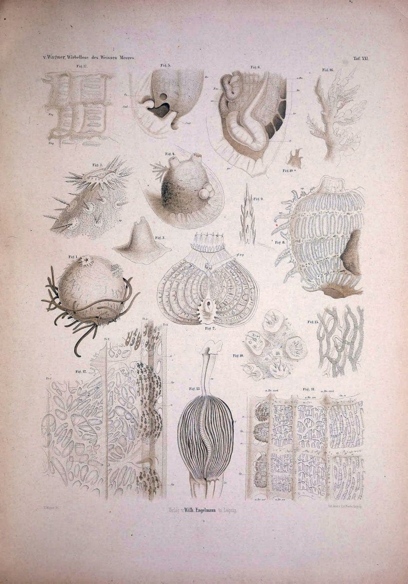 Die Wirbellosen des Weissen Meeres. Erster Band :.Leipzig :W. Engelmann,1885.  | "Marine invertebrates" "Russia (Federation)" "Solovetski Islands" | Vintage Print Reproduction 473828