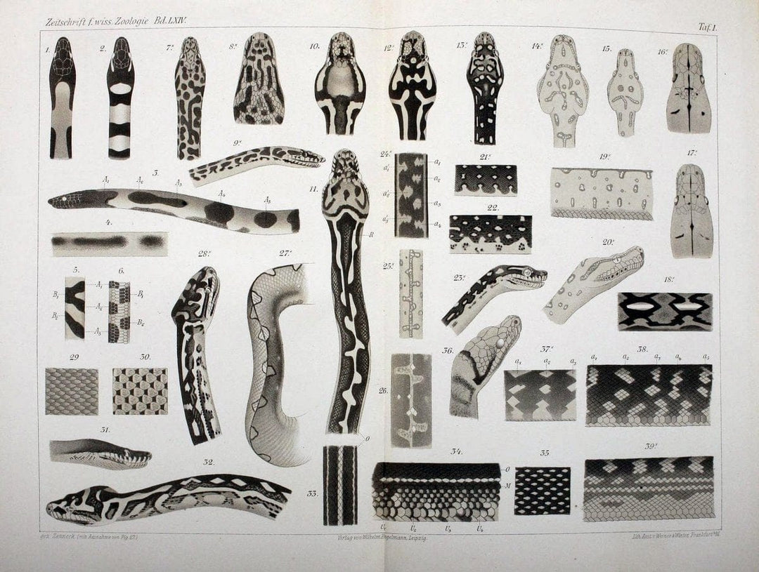 Die Zeichnung der Boiden,.Leipzig,W. Engelmann,1898.. |  | Vintage Print Reproduction 473835