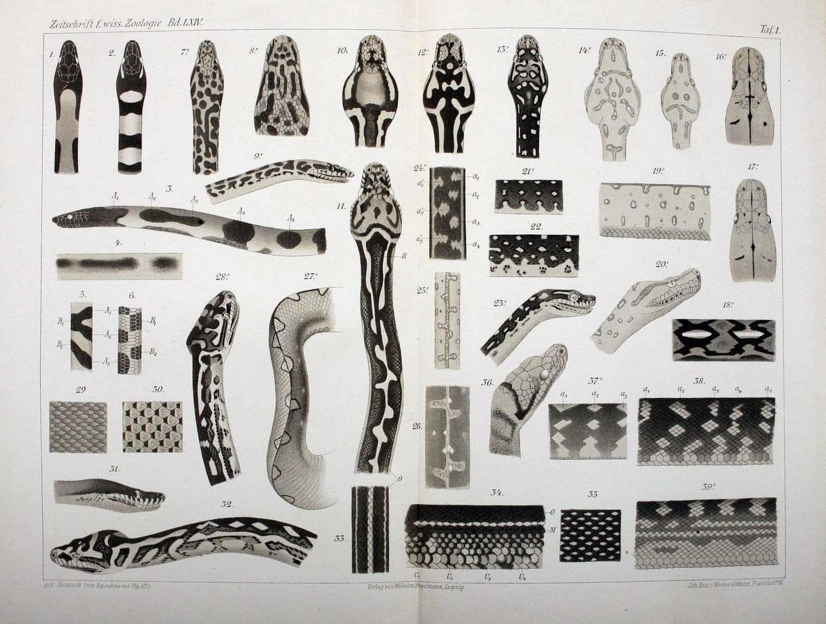 Die Zeichnung der Boiden,.Leipzig,W. Engelmann,1898.. |  | Vintage Print Reproduction 473835