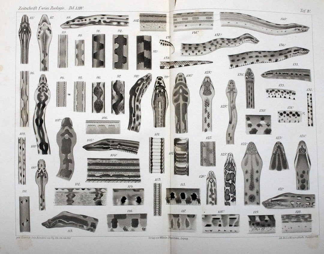 Die Zeichnung der Boiden,.Leipzig,W. Engelmann,1898.. |  | Vintage Print Reproduction 473831