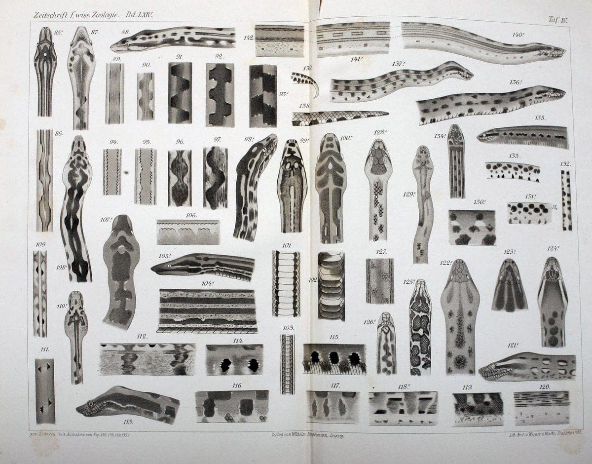 Die Zeichnung der Boiden,.Leipzig,W. Engelmann,1898.. |  | Vintage Print Reproduction 473831