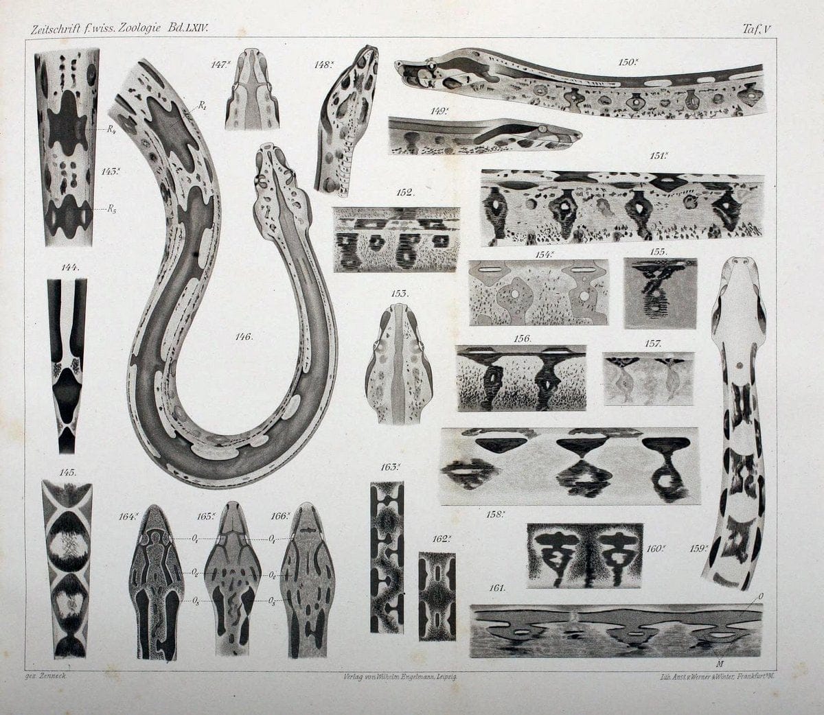 Die Zeichnung der Boiden,.Leipzig,W. Engelmann,1898.. |  | Vintage Print Reproduction 473832