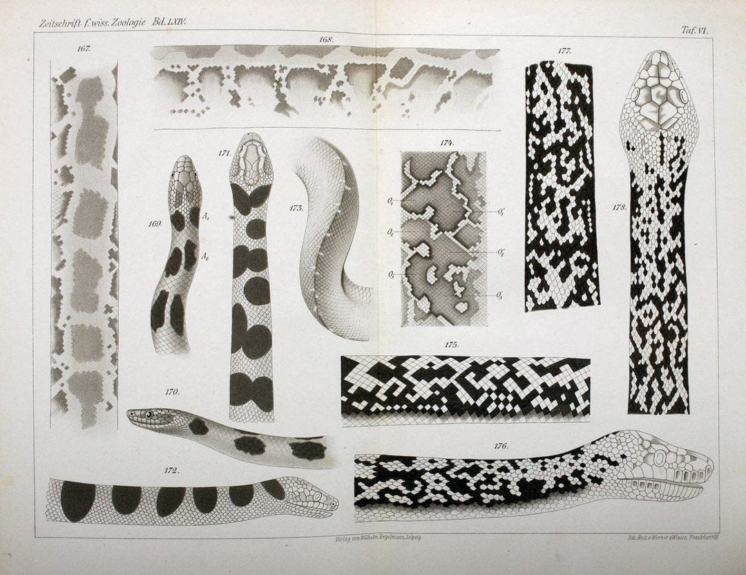 Die Zeichnung der Boiden,.Leipzig,W. Engelmann,1898.. |  | Vintage Print Reproduction 473833