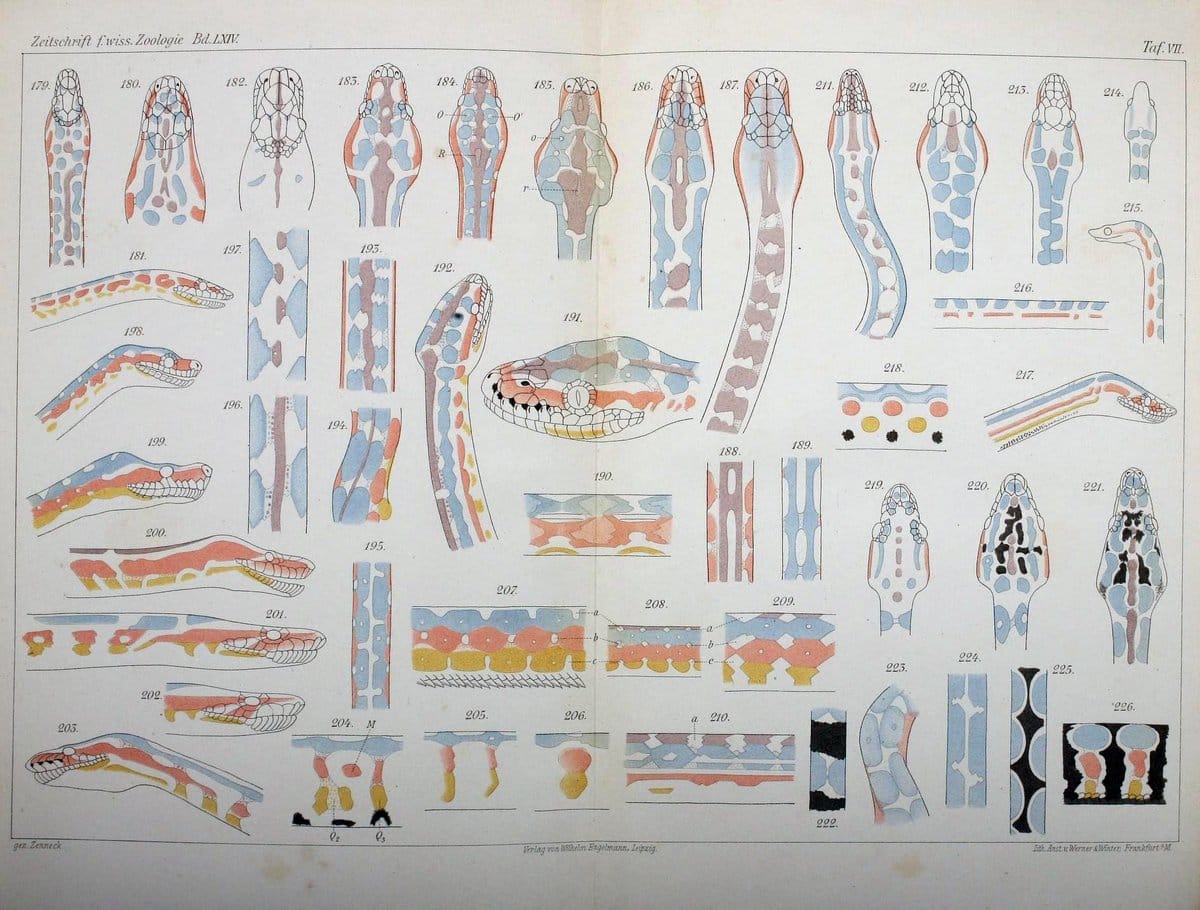 Die Zeichnung der Boiden,.Leipzig,W. Engelmann,1898.. |  | Vintage Print Reproduction 473834