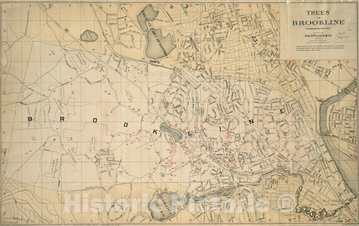 Historical Map, ca. 1900 Trees in Brookline, Massachusetts, Vintage Wall Art