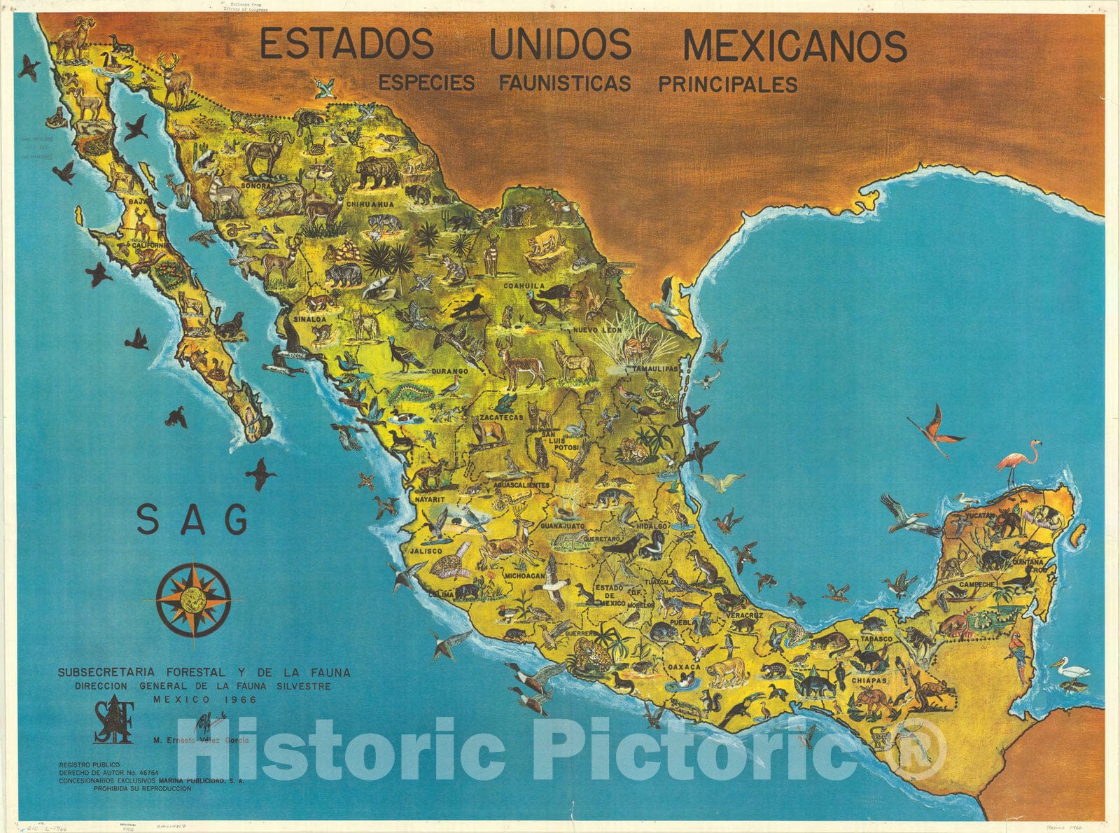 Map : Mexico 1966, Estados Unidos Mexicanos especies faunisticas principales , Antique Vintage Reproduction