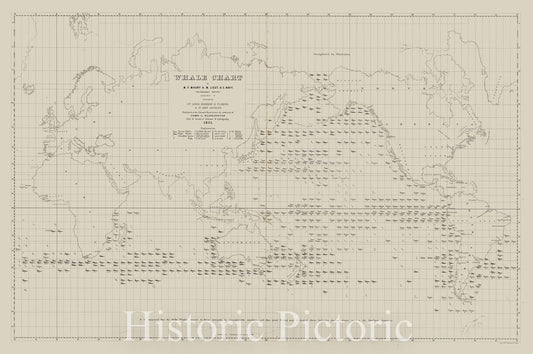 Map : Whale Chart 1851, Whale chart (preliminary sketch) 1851 , Antique Vintage Reproduction