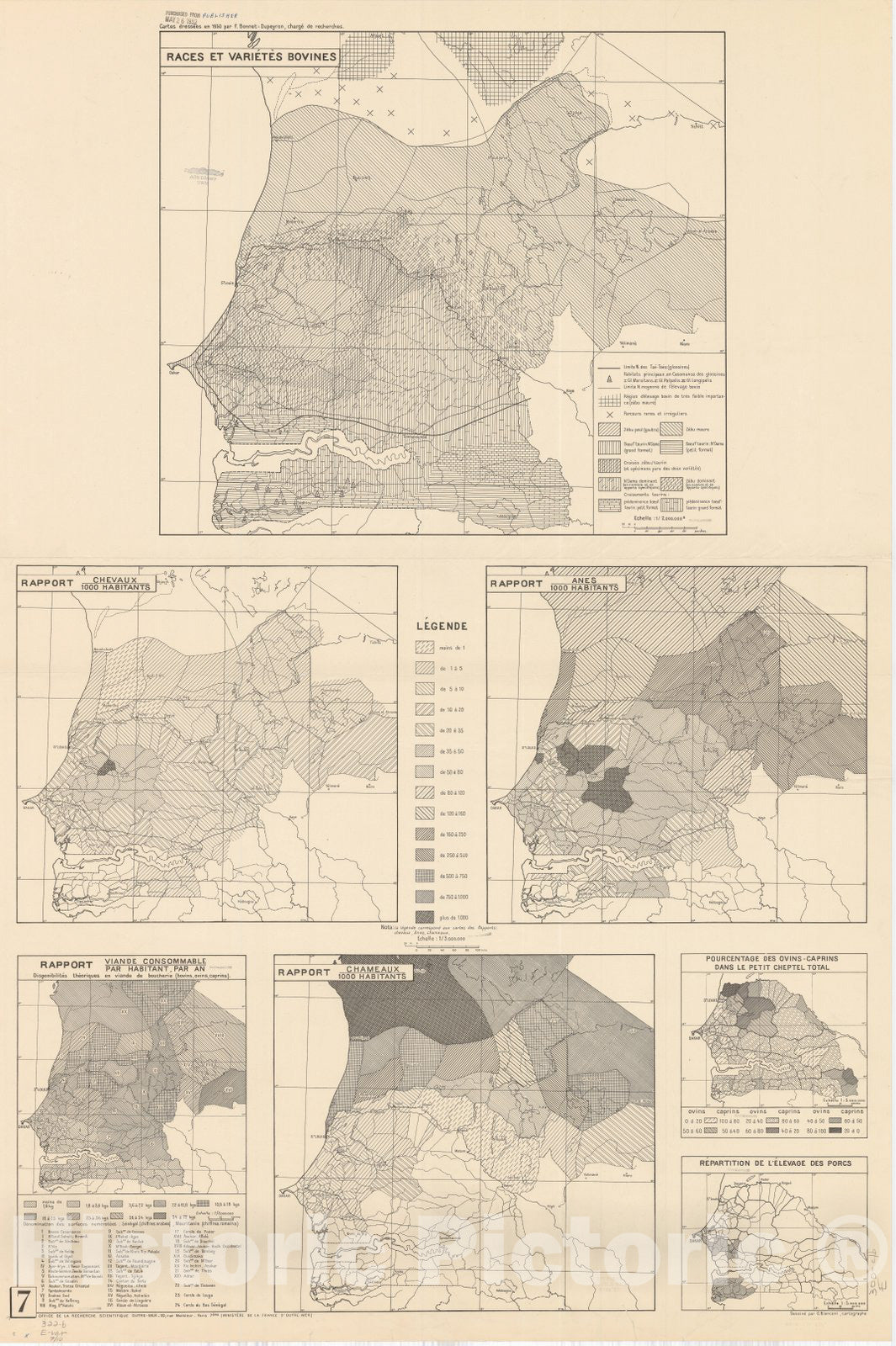 Map : Senegal 1951, Races et varietes bovines, Antique Vintage Reproduction