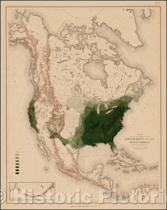 Historic Map - Map Showing The Distribution Of The Genus Quercus (The Oaks) In North America Exclusive of Mexico, 1884, Julius Bien & Co. - Vintage Wall Art