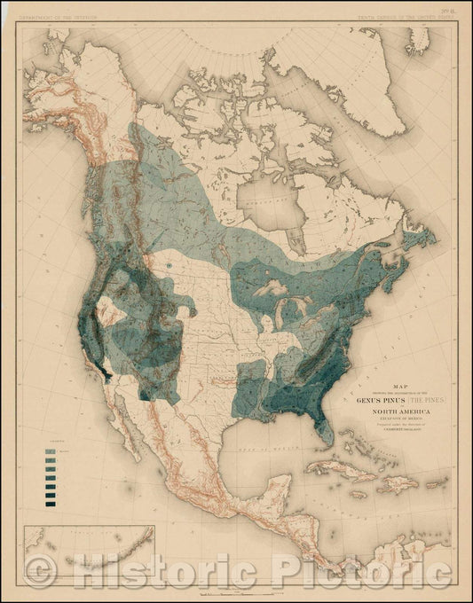 Historic Map - Map Showing The Distribution Of The Genus Pinus (The Pines) In North America Exclusive of Mexico, 1884, Julius Bien & Co. - Vintage Wall Art
