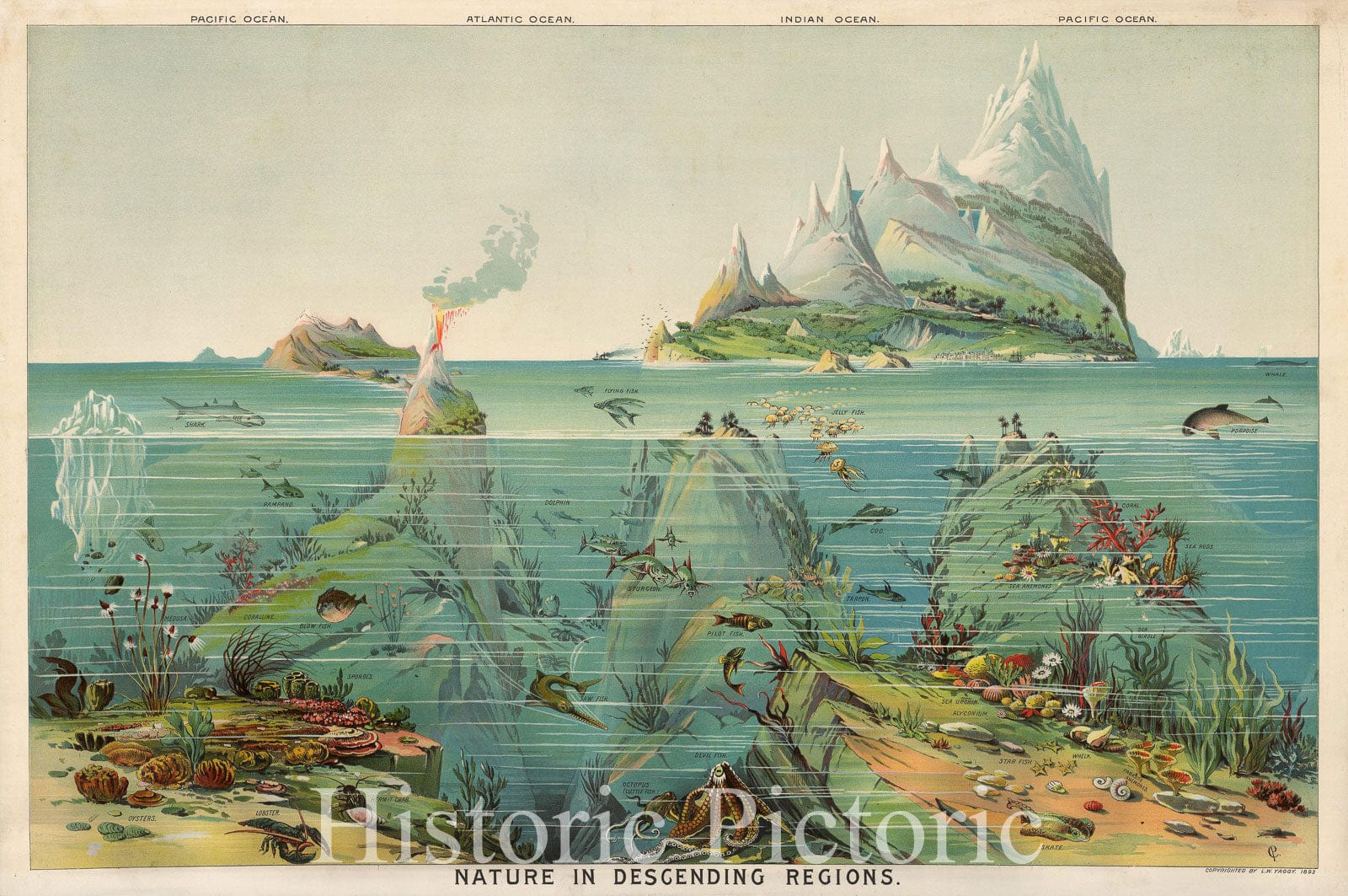 World Ocean Life - Pacific Atlantic and Indian Oceans, 1893 | Historical Map Print